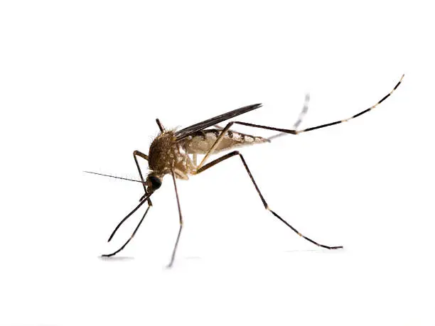 Professional Mosquito Control services in Kenya by Staha Property Care